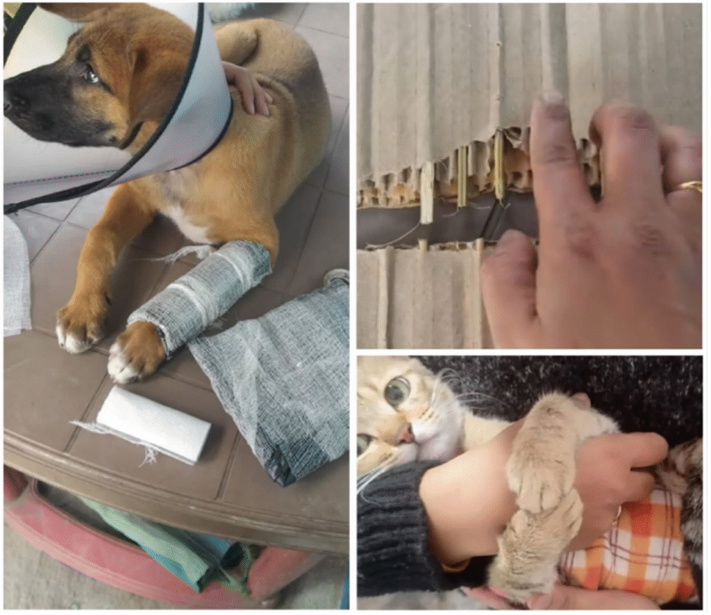 Veterinary Care in Manipur by The SARV